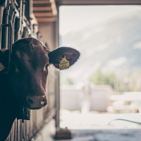 Kinderbauernhof Scharrerhof Hollersbach im Pinzgau Εξωτερικό φωτογραφία